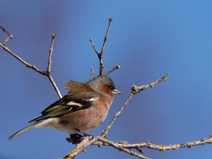 Male chaffinch