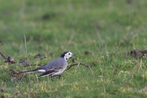 235- Motacilla alba White Wagtail- 5 février 2020.jpg