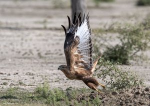 Long-legged Buzzard