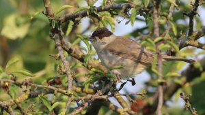 blackcap (male)