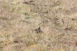 243- Anthus richardi Richard's Pipit- 24 février 2015.jpg