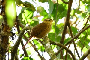 White-browed Foliage-gleaner