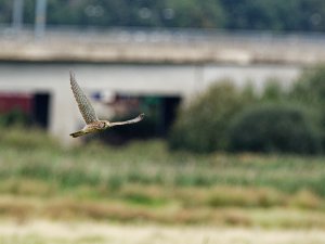 Female kestrel in flight