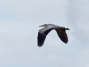 Grey heron in flight