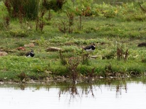 Lapwings