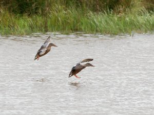 Female shovelers landing