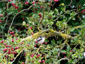 Long-tailed tit