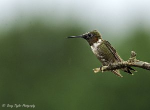 Juvey Male Hummer