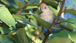 blackcap (juvenile)