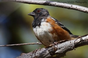 Spotted Towhee