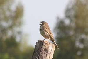 266- Emberiza calandra Corn Bunting- 6 mai 2016.jpg