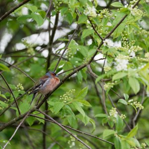 Male chaffinch