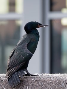 Pelagic cormorant