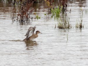 Female gadwall landing