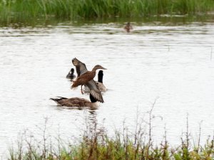 Female shoveler in flight