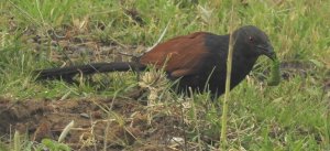 Greater Coucal with catch