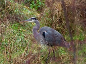 Great blue heron