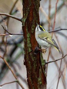 Golden-crowned kinglet