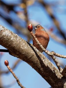 Male chaffinch