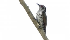 Little bronze cuckoo