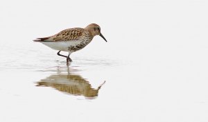 Washed out.  Dunlin