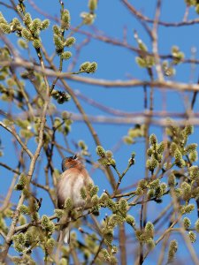 Male chaffinch singing