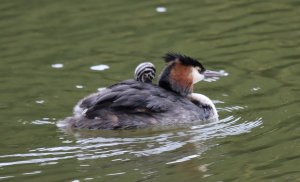 Great-crested Grebe family