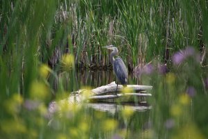 Great Blue Heron