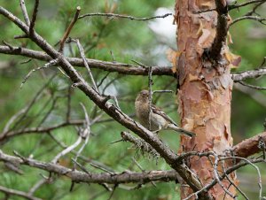 Juvenile chaffinch