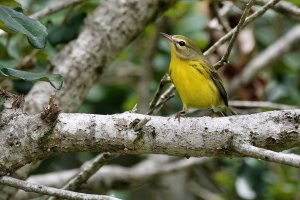 Prairie warbler