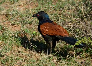 Coucal