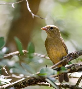 Indigo Bunting (1st yr female).jpg