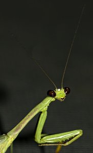 Carolina Mantis.jpg