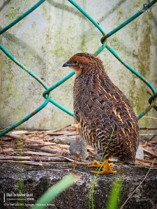 Blue-breasted Quail