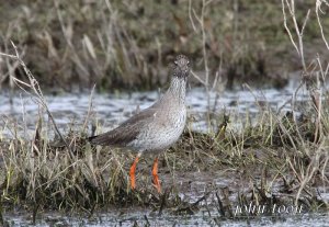 redshank