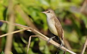 Oriental Reed-warbler