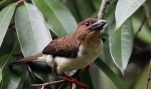 Sooty barbet