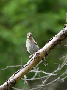 Female chaffinch