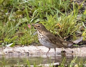 Swainson's Thrush