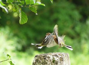 Chaffinches