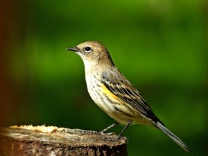 Yellow Rumped Warbler