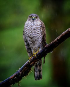 Soggy Wet Sparrow Hawk