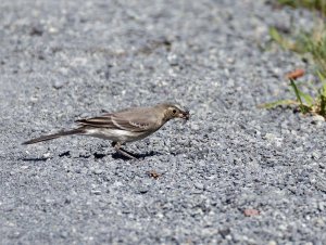 Juvenile pied wagtail