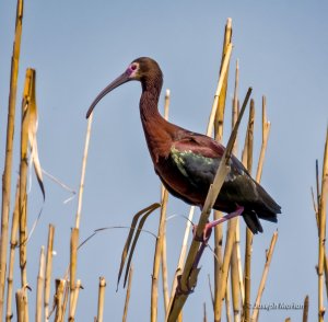 White-faced Ibis