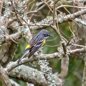 Yellow-rumped Warbler