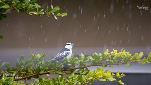 Pied Triller