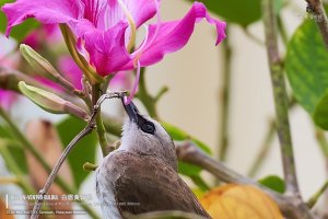 Yellow-vented Bulbul