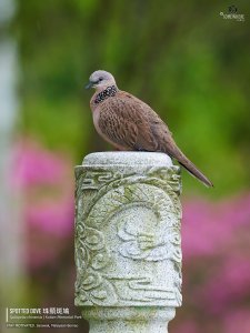 Spotted Dove