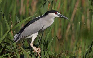 Black-crowned night heron