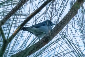 Gran Canaria Blue Chaffinch